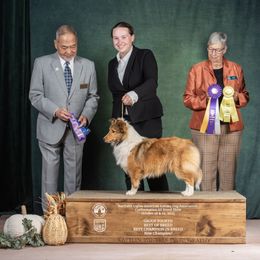Brûlée - Shetland Sheepdog
