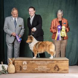 Brûlée - Shetland Sheepdog