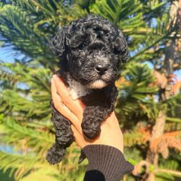 Girl 4 - Black female Poodle puppy in Orlando, Florida from Florida Miniature Poodles