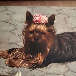 Mila - Yorkshire Terrier