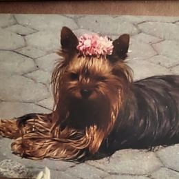 Mila - Yorkshire Terrier