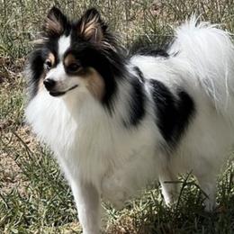 Daisy - Pomeranian