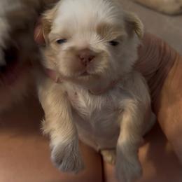 Quartz - Cream and white male Shih Tzu puppy in Boaz, Alabama from Happy Haven Farm