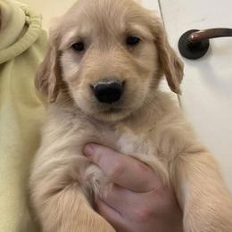 Boy 2 - Dark golden male Golden Retriever puppy in Murrieta, California from The Golden Leash Kennels