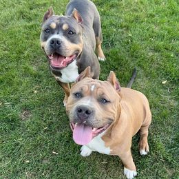 American Bully All Grown Up from Blue Fury