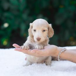 Bubbles - Cream female Dachshund puppy in Fort Myers, Florida from Blossom Paws