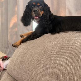 Sadie - Cocker Spaniel