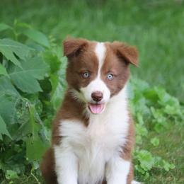 Border Collie, English Setter, and Miniature American Shepherd Puppies from First Harmony Farms