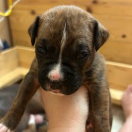 Green Collar - Brindle male Boxer puppy in Flora, Mississippi from Moody's Boxers