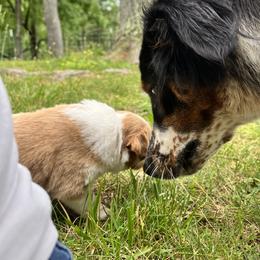 English Shepherd Puppies from LiquidMoon English Shepherds