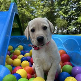 Elizabeth - Yellow female Labrador Retriever puppy in Alger, Ohio from Osborne Family Retrievers