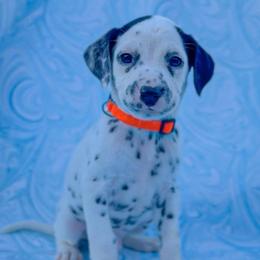 Rowan - White and black male Dalmatian puppy in Whitwell, Tennessee from Rock a Dalmatian “RockADal”