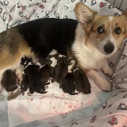 Pembroke Welsh Corgi puppies from N Diamond Corgis