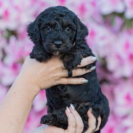 Oakley - Chocolate male Goldendoodle puppy in Norfolk, Virginia from 757 Doodles