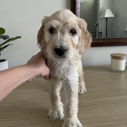 White - Cream male Goldendoodle puppy in Summerville, South Carolina from Lizarazo Doodles
