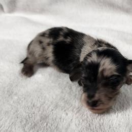 Ruby - Dapple female Dachshund puppy in Anaconda, Montana from Williams Family Dachshunds