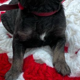 Goldendoodle and Poodle Puppies from Trammell’s Southern Pups