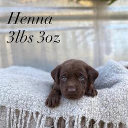 Henna - Chocolate female Dilute Retriever puppy in Puyallup, Washington from 12 Door Farm Labradors