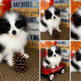 AKC Max - Teddy Bear - Black parti male Pomeranian puppy in Byron, Georgia from Tracys Pom Palace
