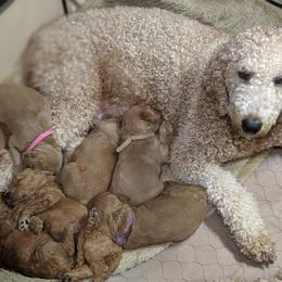 Goldendoodle Puppies from Lu Doodles