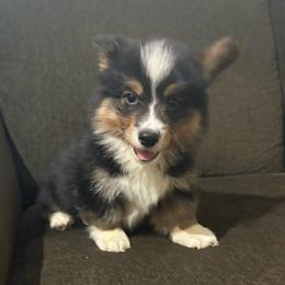 Badger-full fluffy - Black and tan male American Corgi puppy in Decatur, Texas from Bar S Corgis