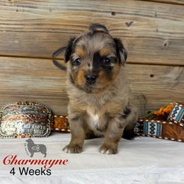 Charmayne James - Blue merle female Miniature Australian Shepherd puppy in El Dorado Springs, Missouri from OR Aussies