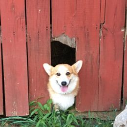 Emily - Pembroke Welsh Corgi