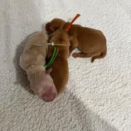 Second pick - Dark golden male Golden Retriever puppy in Chatham, Virginia from Barron’s Dan River Retrievers