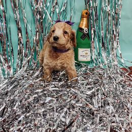 Poodle Puppies from LL Poodles On Tap