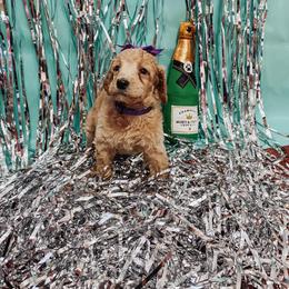 Poodle Puppies from LL Poodles On Tap