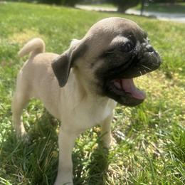 Milo - Fawn male Pug puppy in Indian Trail, North Carolina from Love Pugs