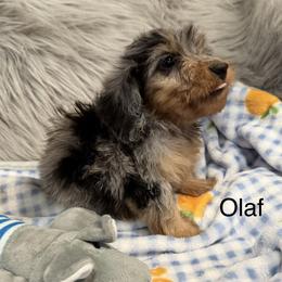 Olaf - Dapple male Dachshund puppy in Cabool, Missouri from Dachshund's of Country Magic Farms in Missouri