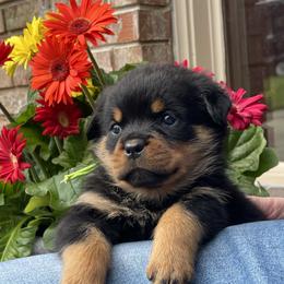Girl 4 - Black and mahogany female Rottweiler puppy in Burlington, Kentucky from vom Blaurasen Rottweilers