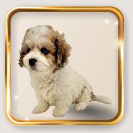 Eunice - female Cavapoo puppy in Oak Island, North Carolina from Carolina Cavapoo Puppies