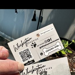 Miniature American Shepherd and Miniature Australian Shepherd Puppies from Whiskeytown Aussies