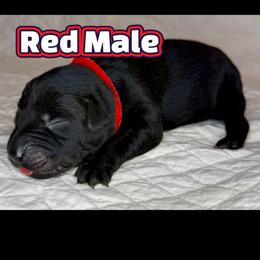 Red collar, Male - Black male Labrador Retriever puppy in Moore, Oklahoma from Okiehuntinboyz Labrador Retrievers