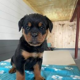 Female 7 Blue - Black and rust female Rottweiler puppy in Aspers, Pennsylvania from Vom Uberlegenen Rottweilers