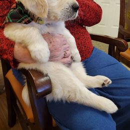Golden Retriever Puppies from Light Hill Goldens
