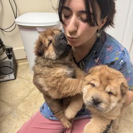 Chinese Shar-Pei Puppies from Camp Wrinkles Chinese Shar-Pei