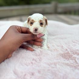 Scarlett - Parti female Poodle puppy in Garner, North Carolina from House of Paws Heritage Nursery LLC.