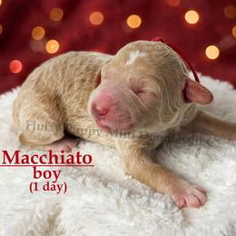 Macchiato RED COLLAR  Boy    3500 - Apricot male Goldendoodle puppy in Corona, California from Fluffy Puppy Mini Doodles LLC