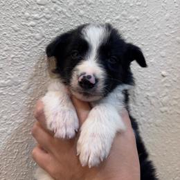 Bashful - Black and white male Border Collie puppy in Oberlin, Kansas from Hangin R Kennels