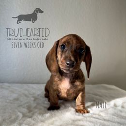 Nate - Brindle male Dachshund puppy in Royse City, Texas from Truehearted Miniature Dachshunds