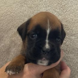 Bali - Fawn female Boxer puppy in Medical Lake, Washington from Back Forty Boxers and Old English Bulldogs