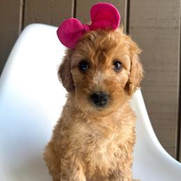 Bellini - Apricot female Goldendoodle puppy in Mount Pleasant, Tennessee from Doodle My Heart