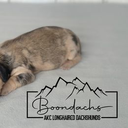 Cornelia - Cream Dachshund puppy in Clyde Park, Montana from Boondachs FKA Koch’s Mini Dachshunds