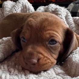 Gunther - Red male Dachshund puppy in Wallingford, Kentucky from Hensley Homestead Dachshunds