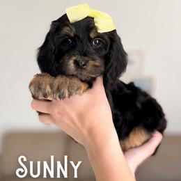 Sunny - Black and tan female Cavapoo puppy in South Jordan, Utah from Wonderful World Doodles