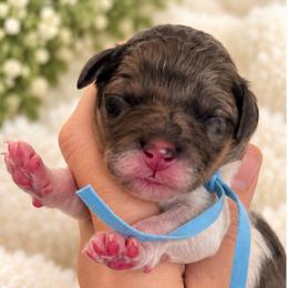 Goose - Parti male Goldendoodle puppy in Millville, California from Hope Lane Kennels