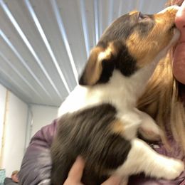 American Corgi and Pembroke Welsh Corgi Puppies from Beebe’s Corgis